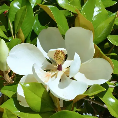 Blue Horizon Complex